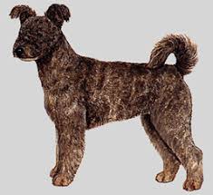 犬を家族に迎える前に